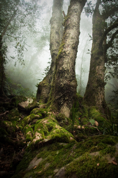 faerieforests:Roots by hlambrose