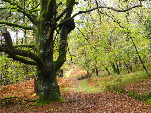 New Forest NP, Hampshire, England by east med wanderer on Flickr.