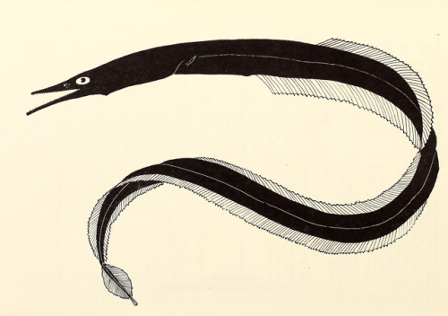nemfrog - Black saw-toothed eel. Zoologica. 1937. Internet...