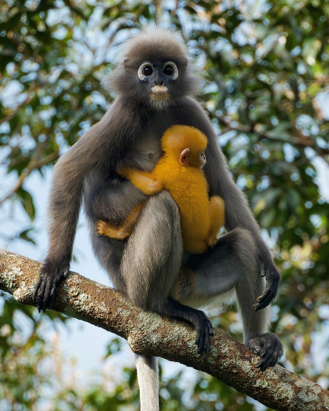 File:Baby of dusky leaf monkey, spectacled langur, or spectacled