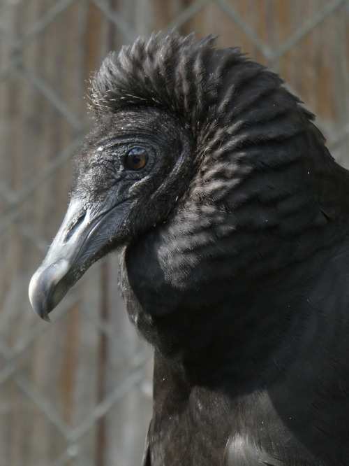 laughing-thrush:A handsome yearling black vulture in rehab. They were unreleasable, but found an edu