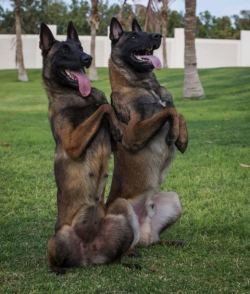 thepoodlepack:  sourceDark Sable Belgian Malinois for geardaemon