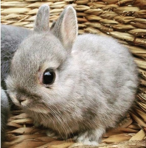 adorable-bunnies: ❤️