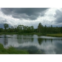 #Footpath. #WildLife 5  Near #PalacePark, Teplaya #river, #Gatchina #Russia #travel 🌍   _*_  Тропинка по берегу реки Тёплой, близ Дворцового парка, ГМЗ #Гатчина @gatchinapalace_museum #Россия