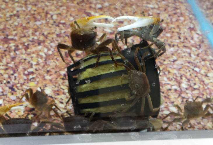 North American Native Fishtanks — Keeping North American Fiddler Crabs Crabs  in