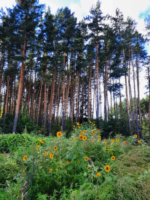 "Sunflowers" By Vincent Van Gogh In The Pine Forest