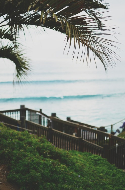 XXX sassafranski:  Encinitas, CA photo