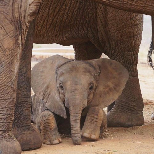 funnywildlife:  Elephantastic little cutie named Gawa, who’s mum. Galana, was rescued back in 2004 by the @dswtfosterparents and raised until she was ready to return to the life in the wild.  She gave birth to Gawa in September 2016, and she’s proved