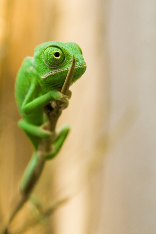drxgonfly:Veiled Chameleon (by Michael Molthagen)