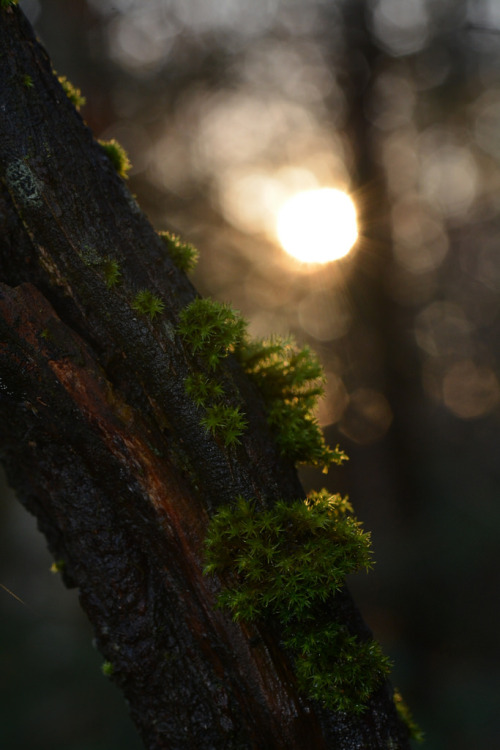 twilightaesthetic:   	◯○｡ Trees ｡○◯ by ~Ranveig Marie~  