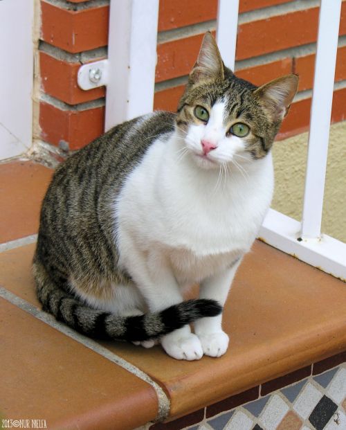 boschintegral: nurnielfa: El gato del vecino, siempre mirando para mi casa para colarse. @mostlycats
