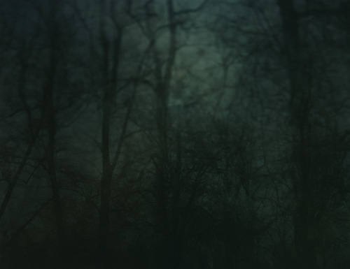 arpeggia:  Nicholas Hughes - In Darkness Visible Verse I, 2005-2007 Artist’s statement: “In reaction to media led sensory anaesthetisation, and wearied by empty political rhetoric, my aim was to construct a forest built from accumulated memory