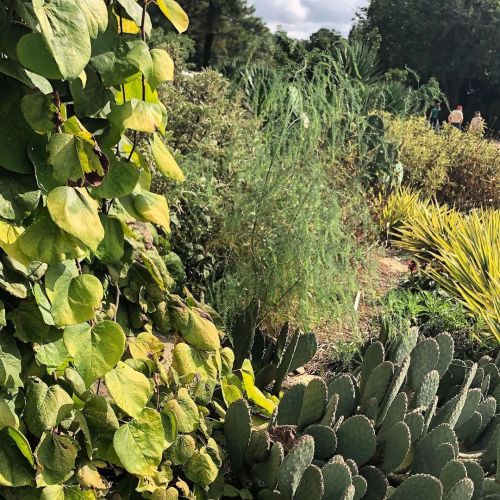 Okay, who’s planting asparagus in the landscape? I love it! ❤️ #foodscaping (at Plant Delights Nurse