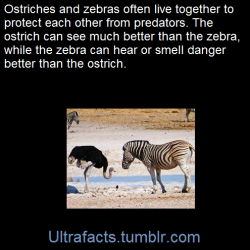 ultrafacts:    Mutualism is a relationship