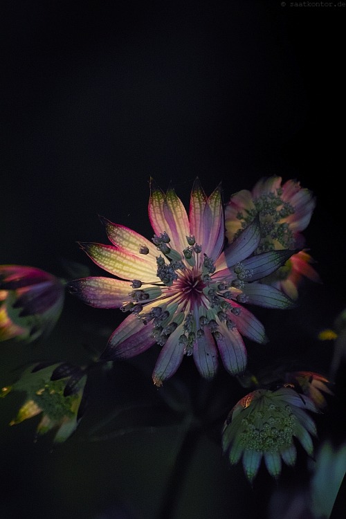 Great Masterwort “Ruby Star” (Astrantia major)