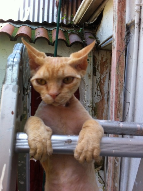 derpycats:  Roger - performing ‘cat help’  This cat has hands!