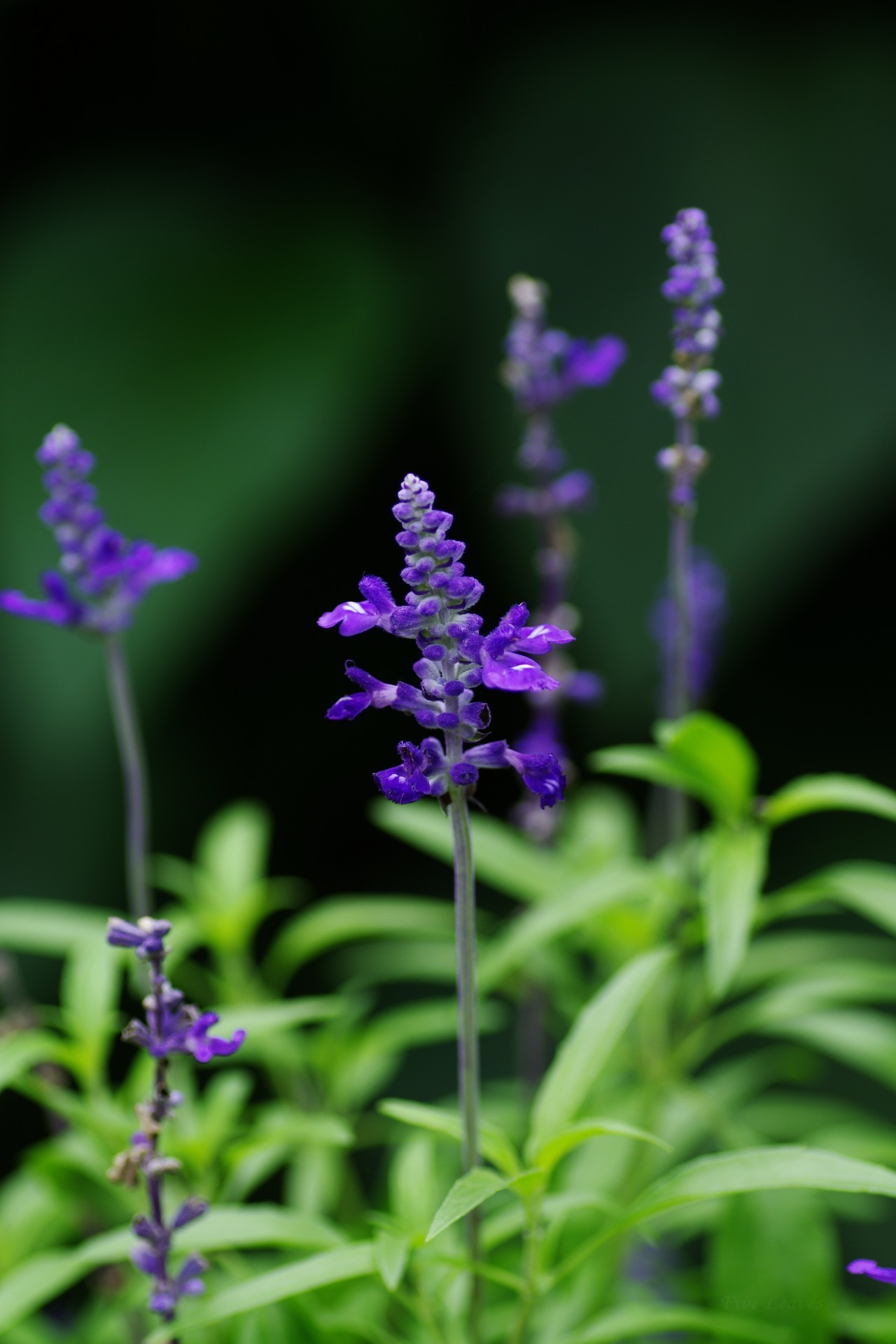 Uyamt S Memo ブルーサルビア サルビア ファリナセア Blue Salvia Salvia