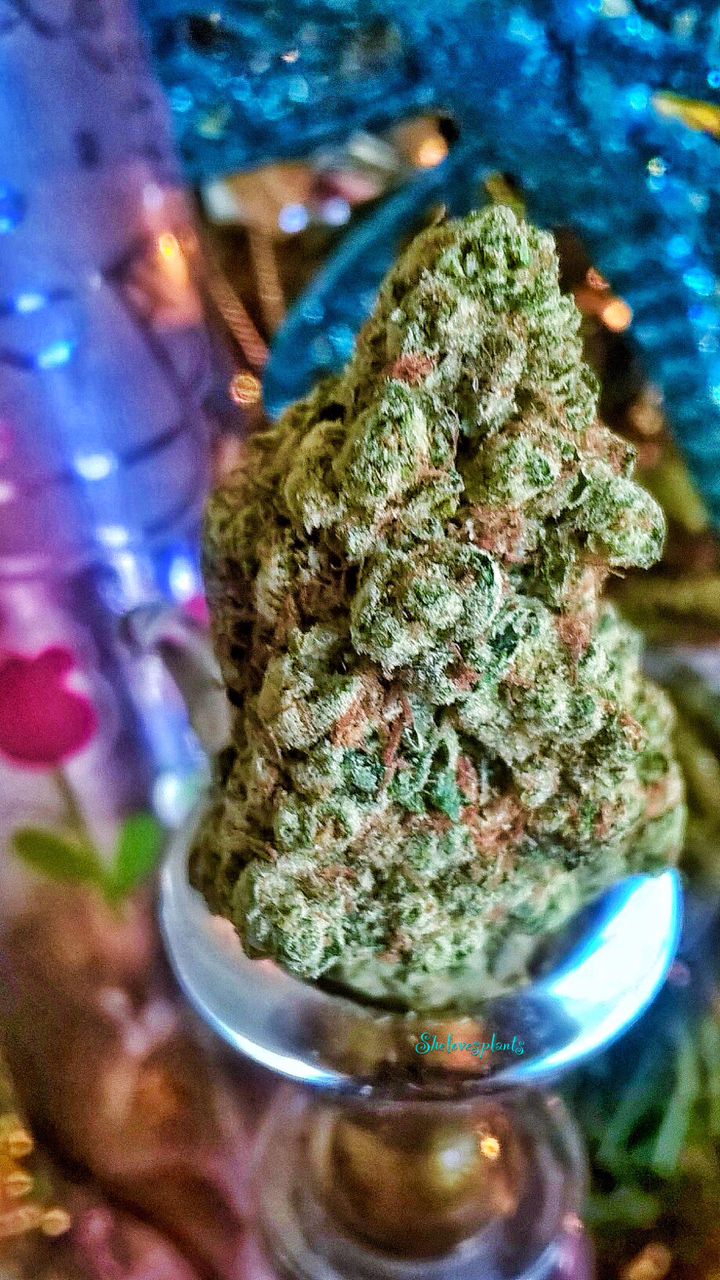 shelovesplants:
“Trees by the Christmas tree 🎄💚💨🎄💚💨🎄💚💨
”