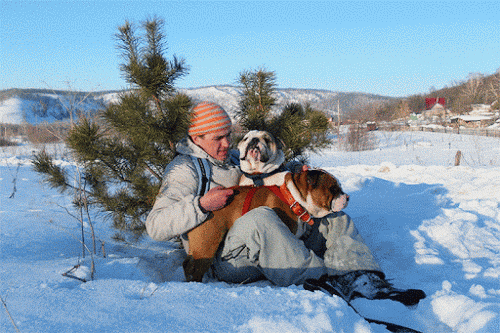 Two English Bulldogs