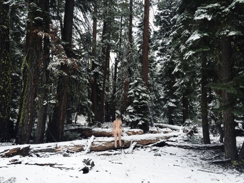 XXX jordanlehn:  I woke up to find my pines covered photo