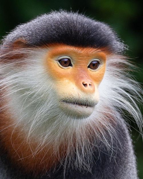 sitting-on-me-bum:Human-Like Micro-Expressions of Endangered Animals Around the WorldRed-shanked dou