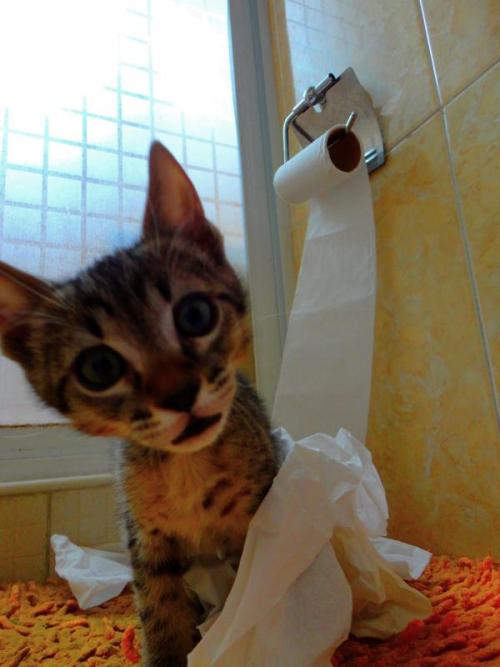 catsbeaversandducks:  “But I’ve seen a lot of cats doing this on internetz!!” Photo by ©Paola Ledesma 