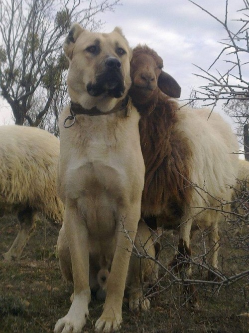 divaneee:  Turkish Kangal Dog 
