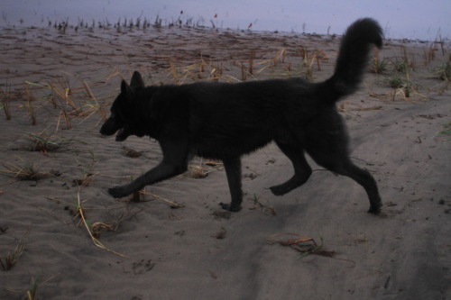 naturepunk:Jude (low-content wolfdog) running about off-leash at the dunes in Cape Disappointment St