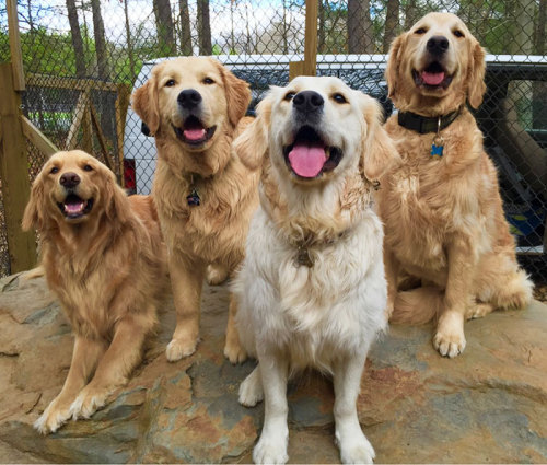 awesome-picz:The Happiest Dogs Who Show The Best Smiles 