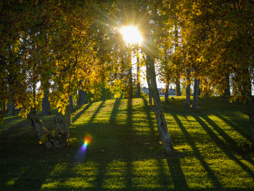 Some sunny autumny noon walk