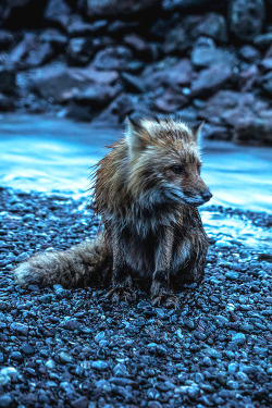 adornstudio:  Fox & The Creek | AS 