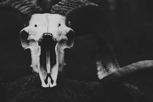 https://medusas-lover.tumblr.com/post/111808263965