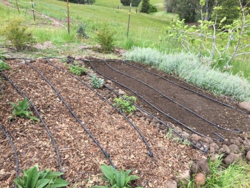 Spruced up the west garden. I turned the bottom half of the garden, pulled out lots of rocks and add