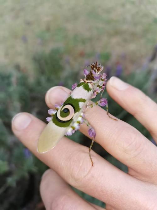 thatsageukgat:Flower Mantis