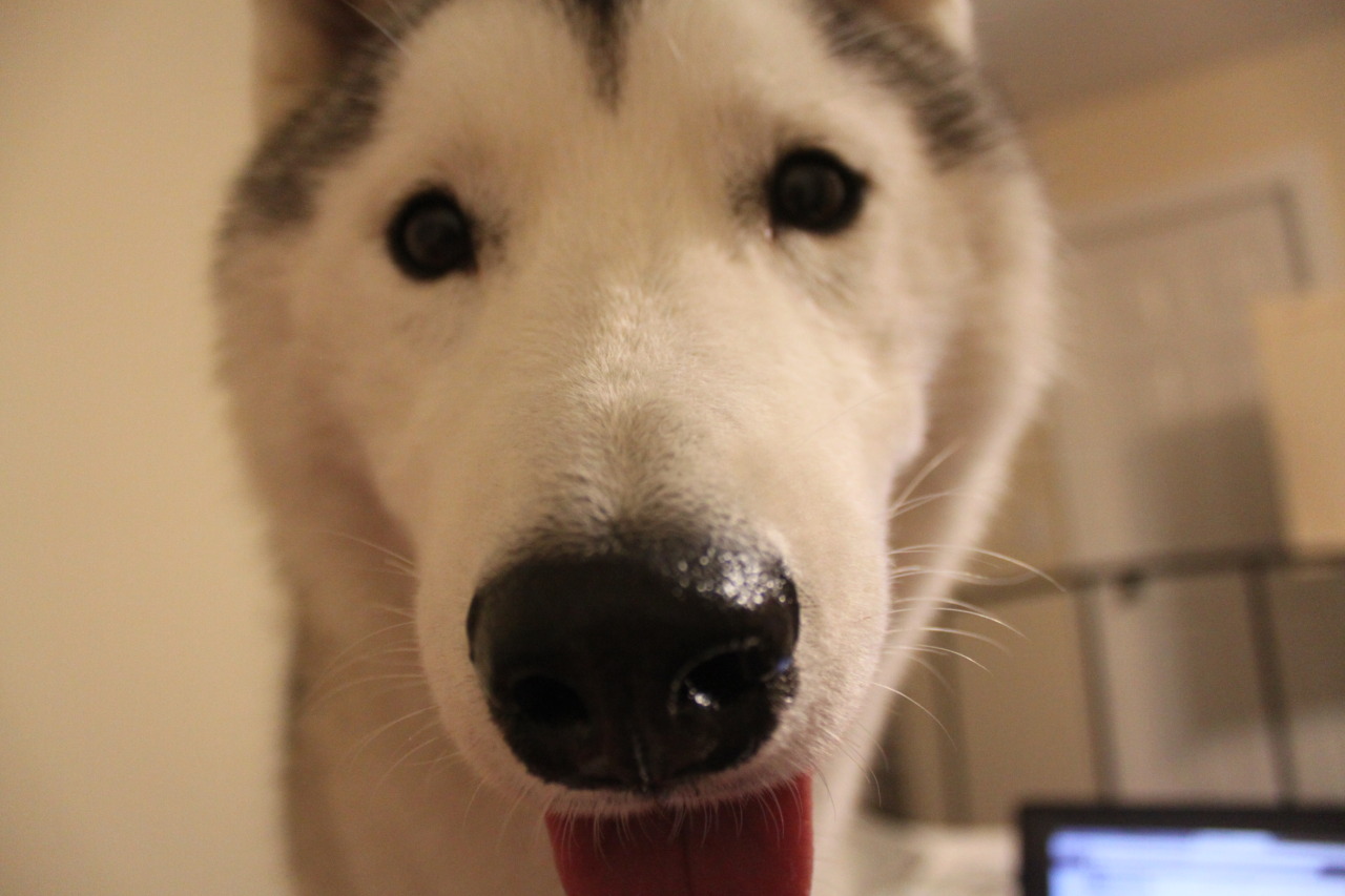southernsnowdogs:  You dingus, you’re supposed to lick it. 