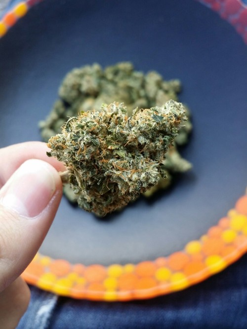 Sex stonerfaq:  Girl scout cookies, hybrid.  pictures