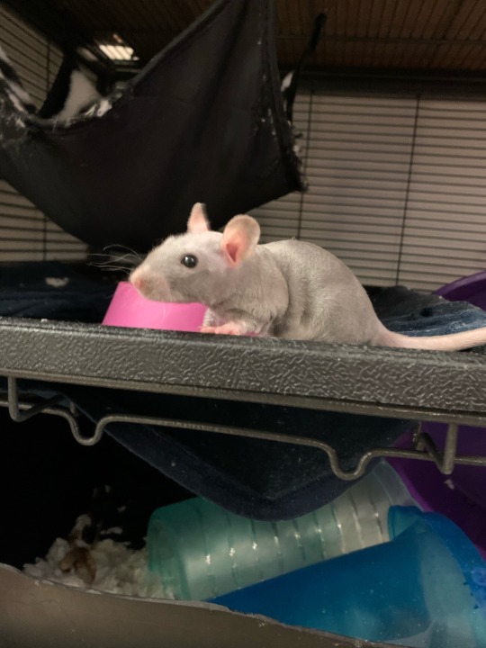 Your rat, hand it over — No one wants to see your fuckin TERF rats 