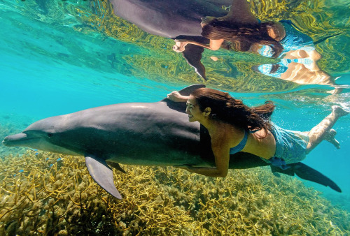 attente-tourmente:  emptythetanks:  nubbsgalore:  photos by chris mclennan in french polynesia, where water visibility can stretch for almost two hundred feet (see also: previous fish posts and shark posts)  Yes please   Ugh I need to go here