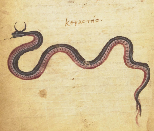 horned viperNicander, Theriaca, Constantinople 10th/11th centuryBnF, Supplément grec 247, fol. 10v