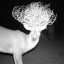 roedeerkill