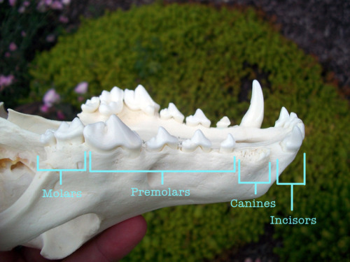 shadyufo:@overturn-the-paige requested some reference photos of coyote teeth. Sorry for the delay bu