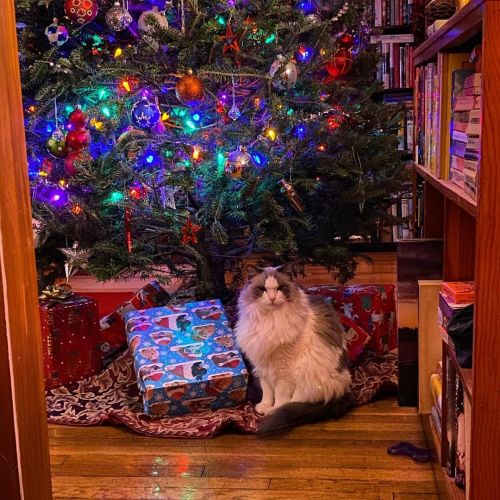 Nero is thinking “please stop looking at me so I can eat the tree.” #ragdollsofinstagram