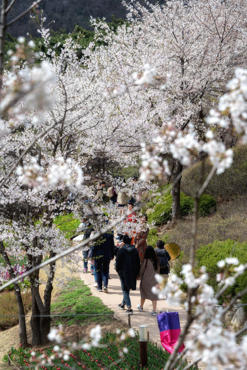 Cherry blossoms on Ansan Mountain, Seodaemun.