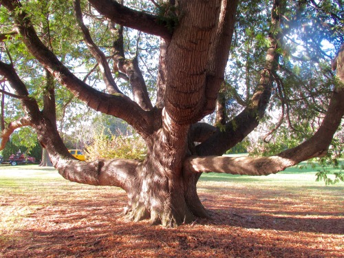 Two old white cedars, or arbor vitae, Thuja occidentalis.(Sorry about that lens smear.)