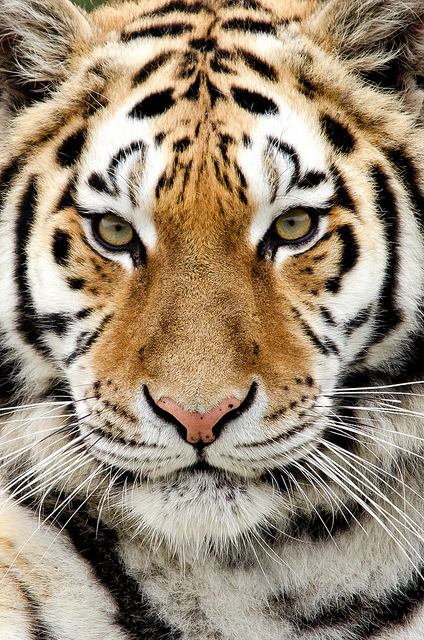 big-catsss:  Knowsley Safari Park 14/10/11 by Dave learns his Dig SLR? on Flickr.