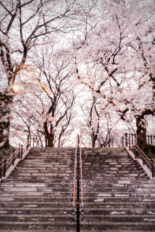 plasmatics:  Cherry Blossoms by Itoshi Tamani 