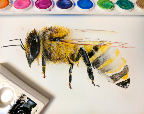 Progress of watercolor bee painting