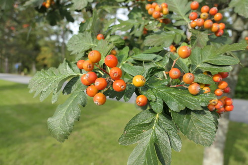 Sorbus hybrida— oakleaf mountain ash a.k.a. Swedish service-tree a.k.a. Finnish whitebeam