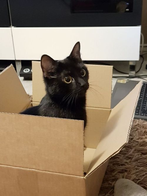 anti-muumipeikko: Viivi in a box!