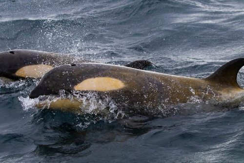  Project ORCA - Orca Research & Conservation Australia: We have returned from our time down in A